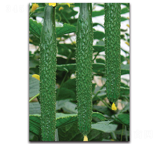 ���G108-�S�ϷN��-����˹