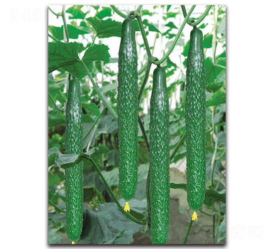 �����̖(h��o)-�S�ϷN��-����˹