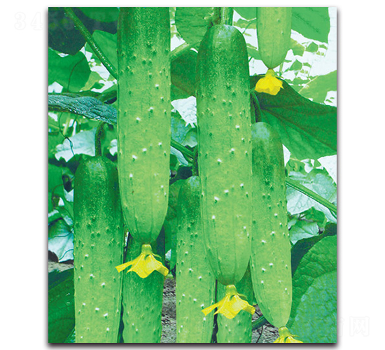 �@�S-�S�ϷN��-����˹