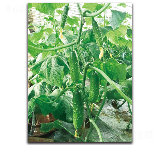 園豐一號(hào)-黃瓜種子-荷瑞斯