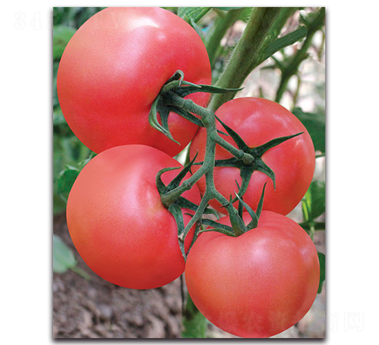 凱瑞-番茄種子-荷瑞斯