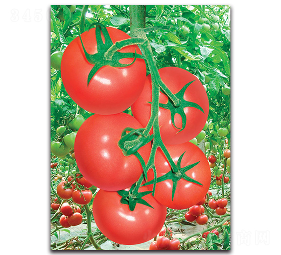 凱悅-番茄種子-荷瑞斯