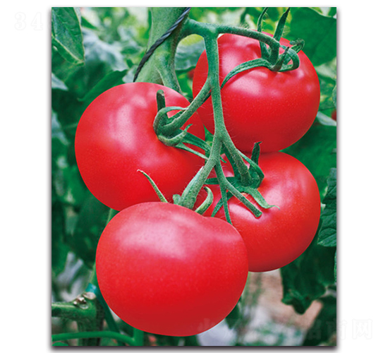 麗達(dá)-番茄種子-荷瑞斯