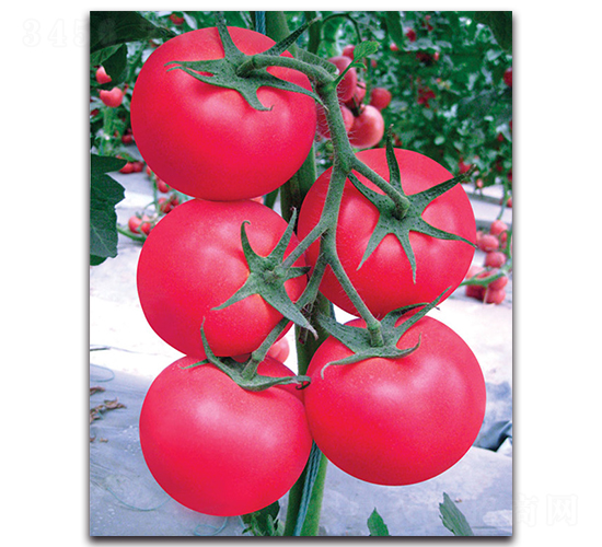 麗菲-番茄種子-荷瑞斯