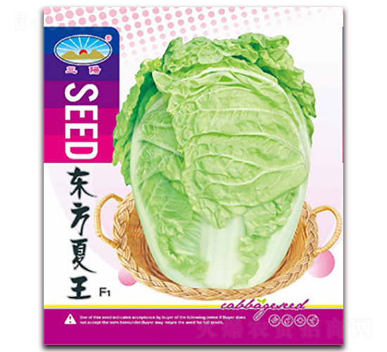 東方夏王-白菜種子-天和種業(yè)