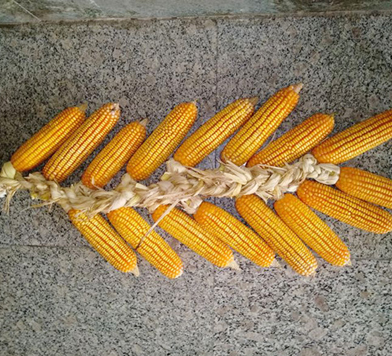 金來376-玉米種子-金來種業(yè)