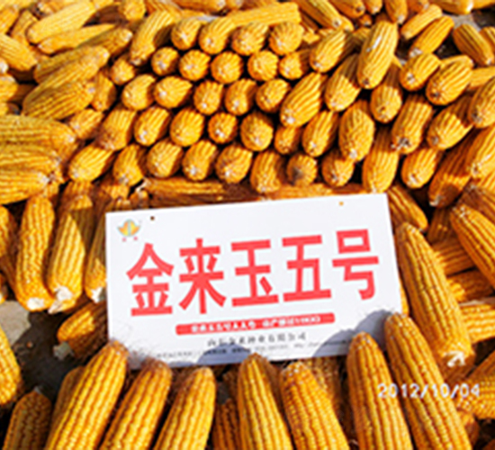 金來玉5號-玉米種子-金來種業(yè)