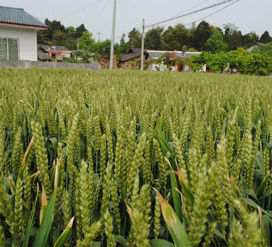 ������6̖(h��o)-С���N��-�����r(n��ng)�I(y��)