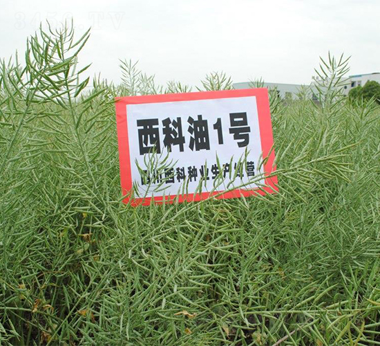 西科油1號-油菜種子-西科農(nóng)業(yè)
