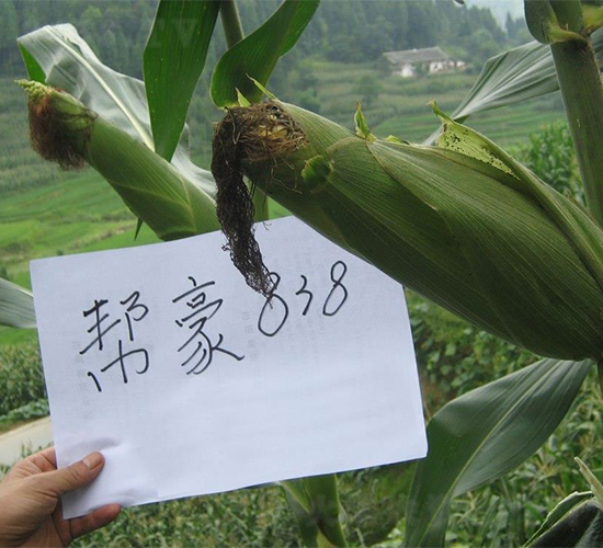 �ͺ�838-���׷N��-�����r(n��ng)�I(y��)