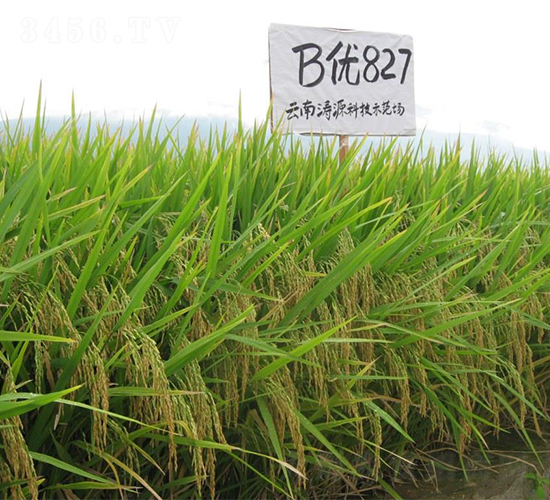 B優(yōu)827-水稻種子-西科農(nóng)業(yè)