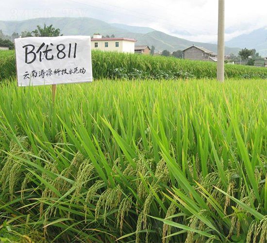 B優(yōu)811-水稻種子-西科農(nóng)業(yè)