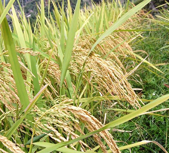 B優(yōu)840-水稻種子-西科農(nóng)業(yè)