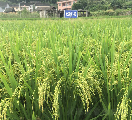 天龍優(yōu)140-水稻種子-西科農(nóng)業(yè)