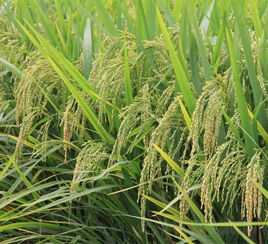 岡優(yōu)3165-水稻種子-西科農(nóng)業(yè)