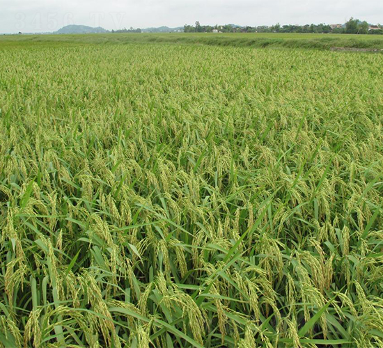 II優(yōu)818-水稻種子-西科農業(yè)