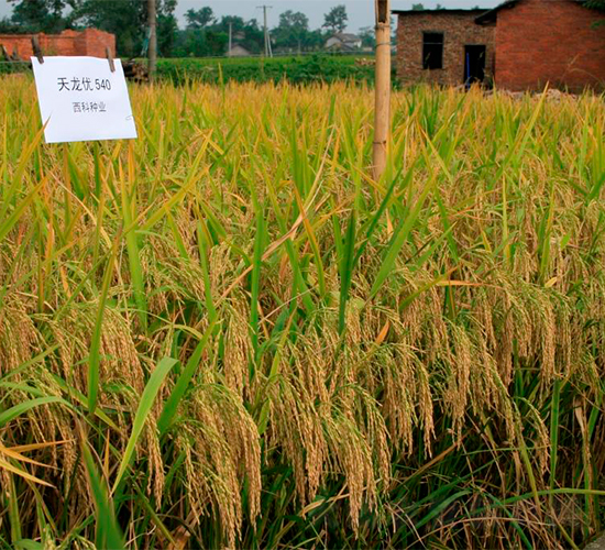 天龍優(yōu)540-水稻種子-西科農(nóng)業(yè)