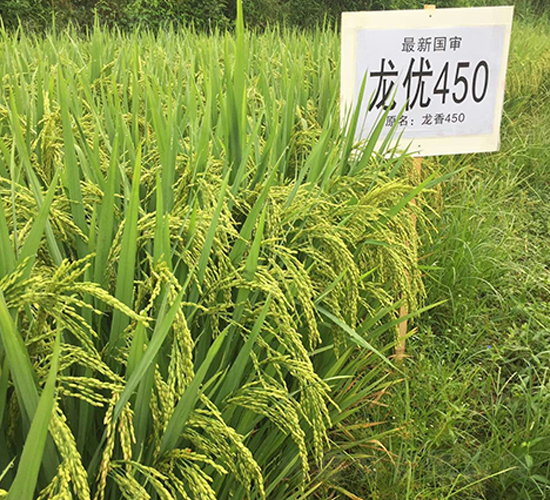龍優(yōu)450-水稻種子-西科農(nóng)業(yè)