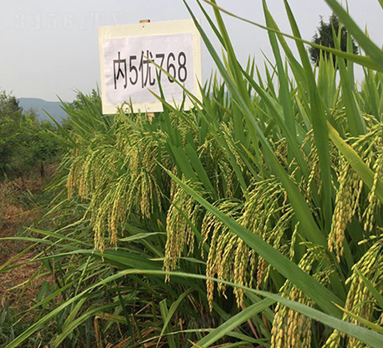 內(nèi)5優(yōu)768-水稻種子-西科農(nóng)業(yè)