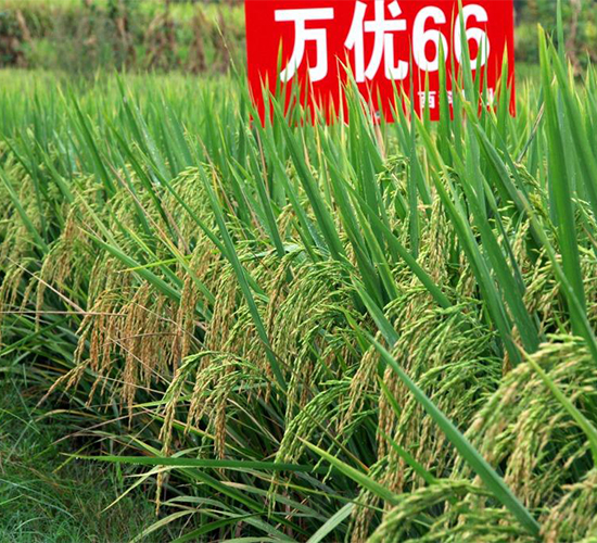 萬優(yōu)66-水稻種子-西科農(nóng)業(yè)