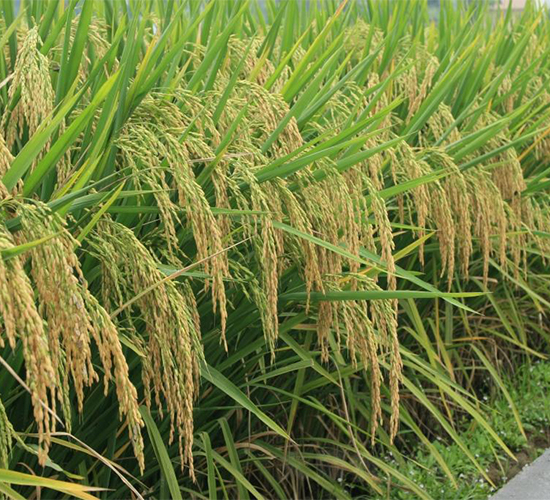 B��(y��u)268-ˮ���N��-�����r�I(y��)