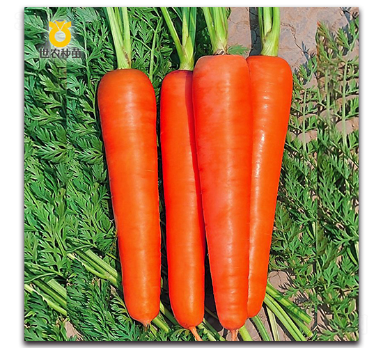 �A�Rʿ-���}���N��-���r(n��ng)�N��