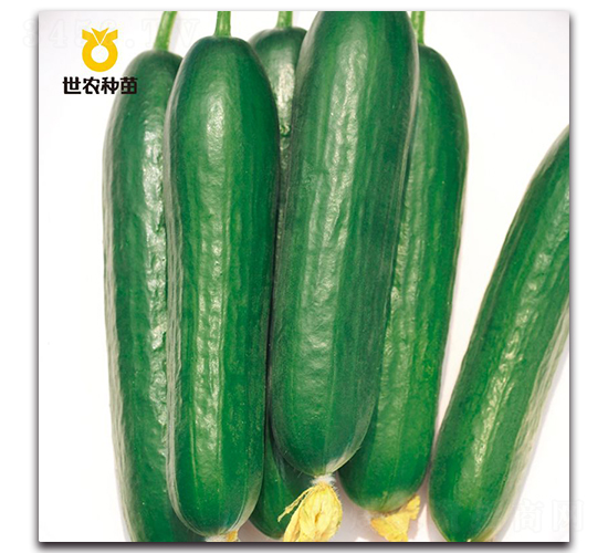 SN8309-黃瓜種子-世農(nóng)種苗