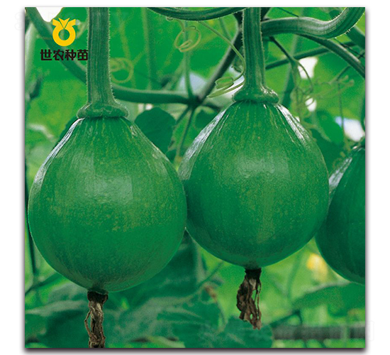 世農早熟-南瓜種子-世農種苗