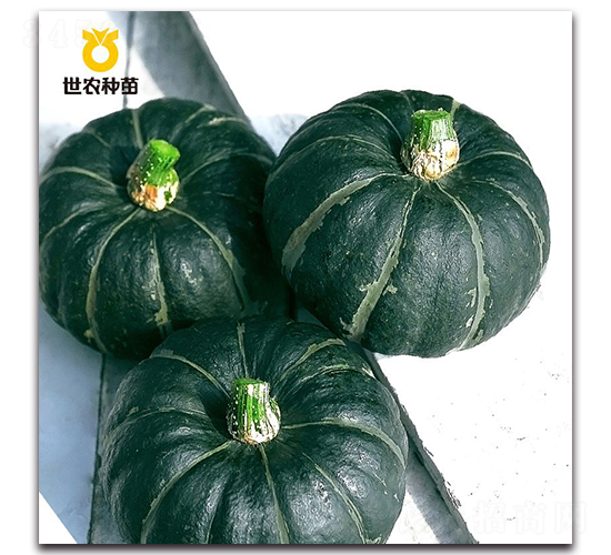 世鑫貝貝-南瓜種子-世農(nóng)種苗