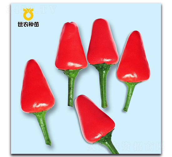 米口辣-辣椒種子-世農(nóng)種苗
