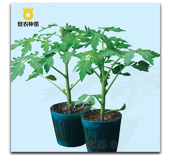 ����2̖-������ľ�N��-���r(n��ng)�N��