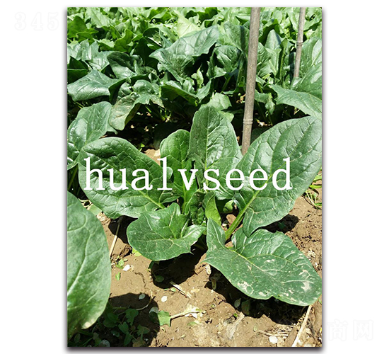 元美菠菜-菠菜種子-華綠