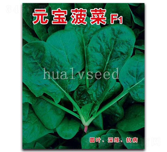 元寶菠菜F1-菠菜種子-華綠
