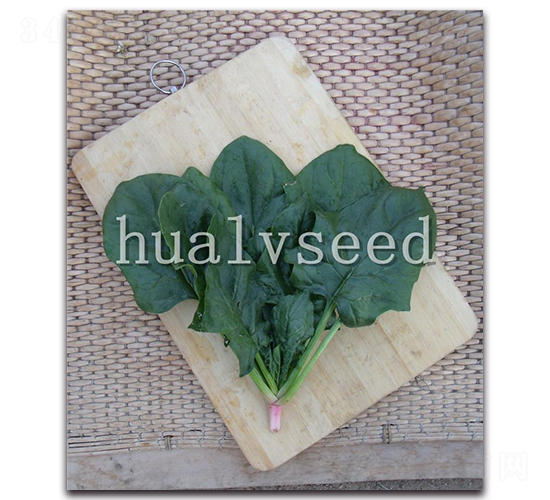 新強豐菠菜-菠菜種子-華綠