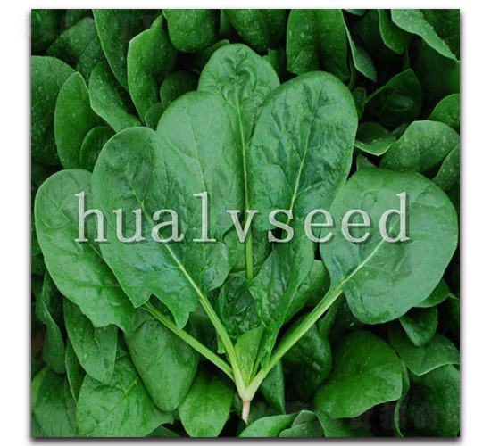 秋綠2號-菠菜種子-華綠