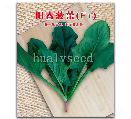 陽春菠菜F1-菠菜種子-華綠