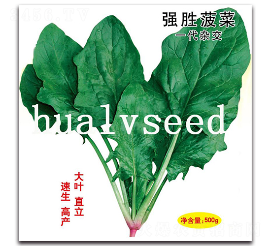 強(qiáng)勝菠菜-菠菜種子-華綠