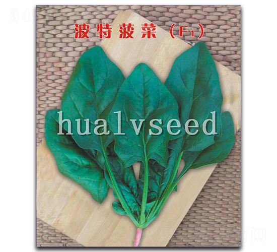 波特菠菜F1-菠菜種子-華綠