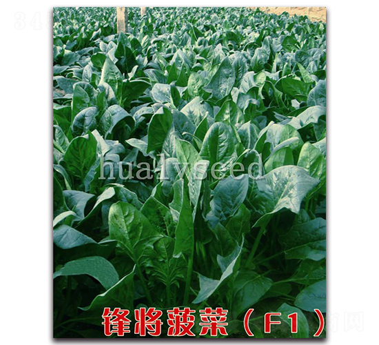 鋒將菠菜F1-菠菜種子-華綠