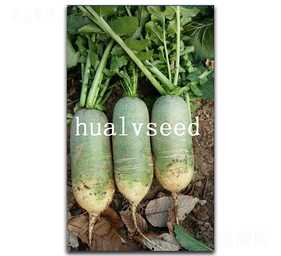 �A�G����-�}���N��-�A�G