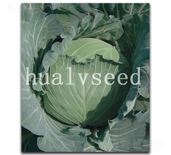超越甘藍(lán)-甘藍(lán)種子-華綠
