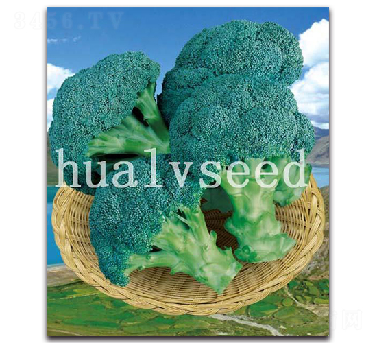 �ߍ�-���m���N��-�A�G