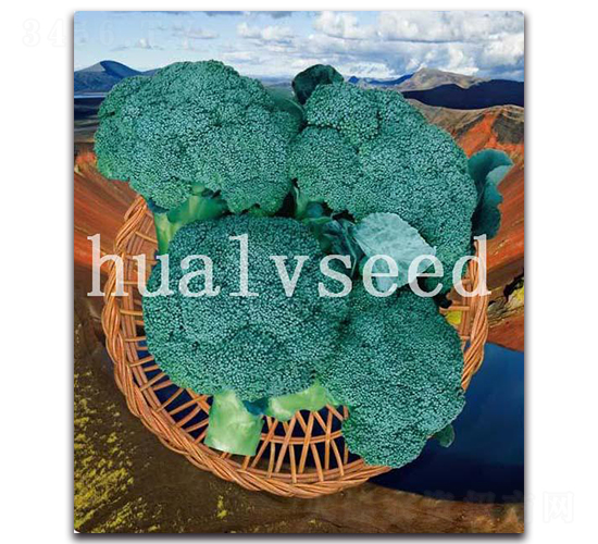 火山-西蘭花種子-華綠