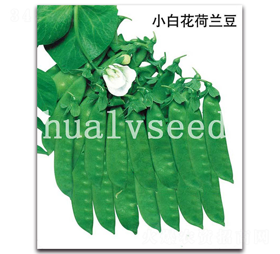 小白花荷蘭豆-荷蘭豆種子-華綠