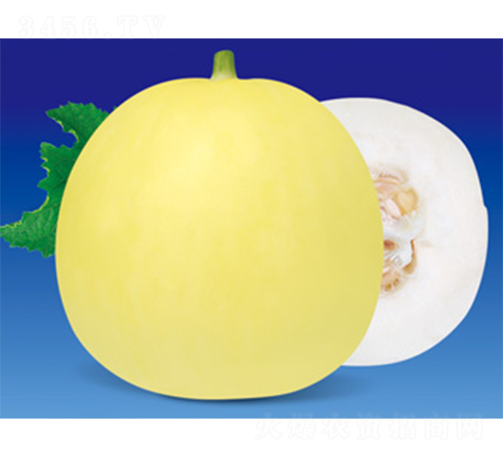 澤甜金澤-甜瓜種子-澤甜種業(yè)