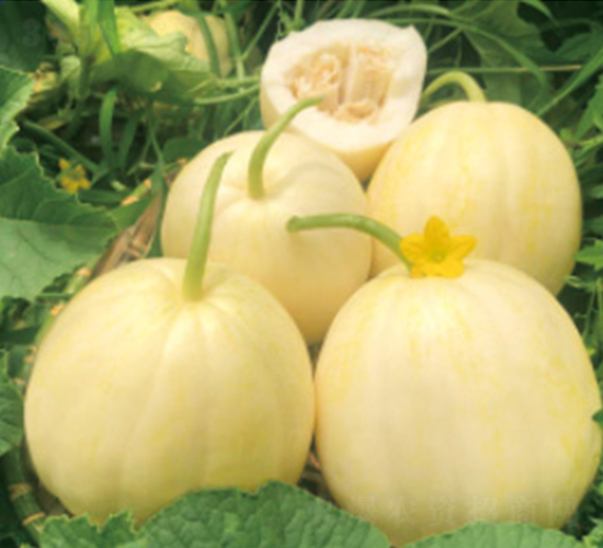 ������-��ϷN��-����N�I(y��)