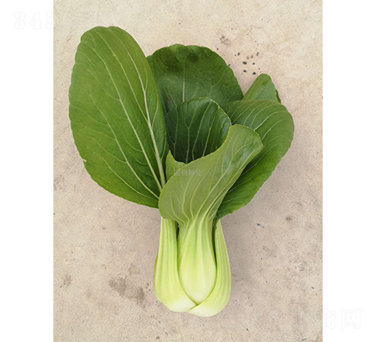 �;G508-�Ͳ˷N��-���зN�I(y��)