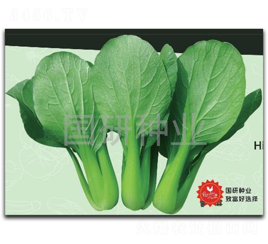 �;G302-�Ͳ˷N��-���зN�I(y��)