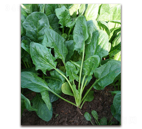 TI-11F-菠菜種子-黃瀧種子