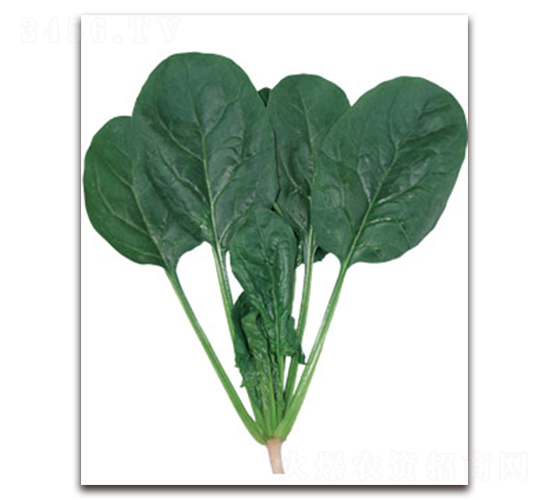 宏盛-菠菜種子-黃瀧種子